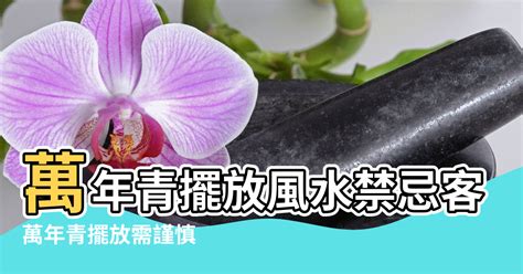 萬年青風水禁忌|【萬年青風水禁忌】小心！萬年青擺放犯禁忌恐招破。